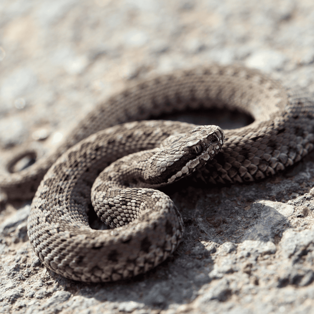 Huggormfelle med limplate