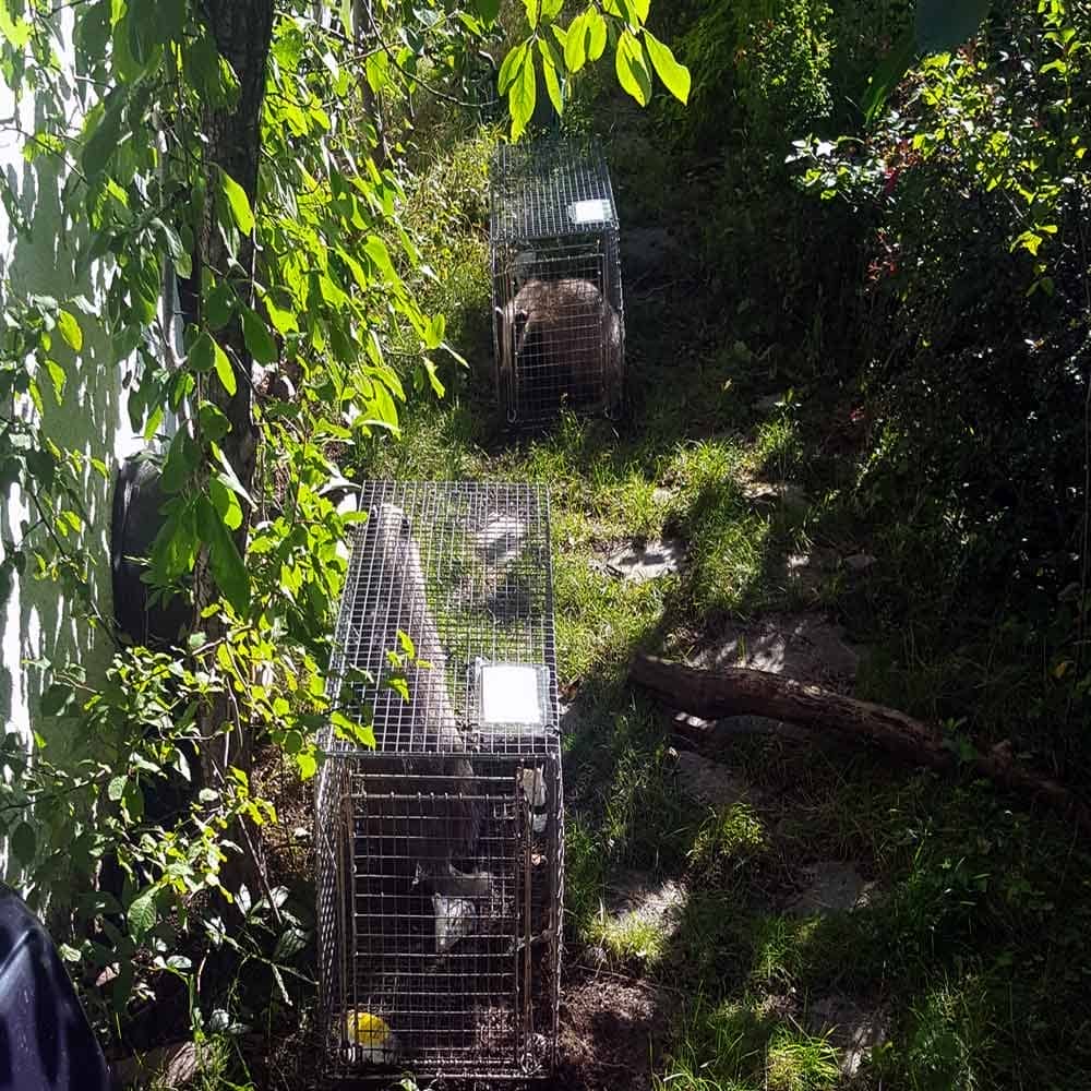 Syningfella Grevlingfelle Levende Fangstfelle