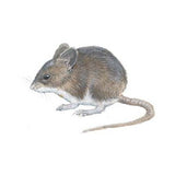 Mousestop gnagerstopp Proff