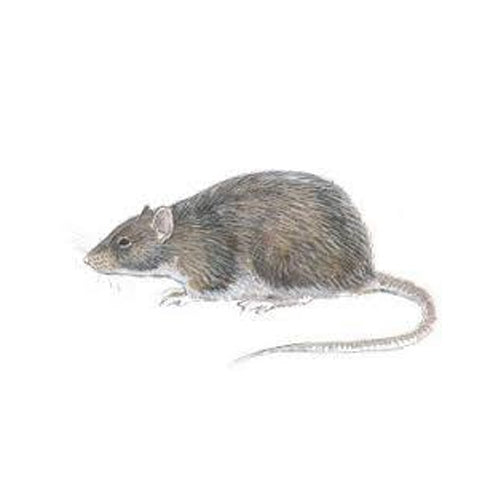 Musebørste Proff 4 Meter x 10cm