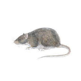 Musebørste Proff 4 Meter x 10cm