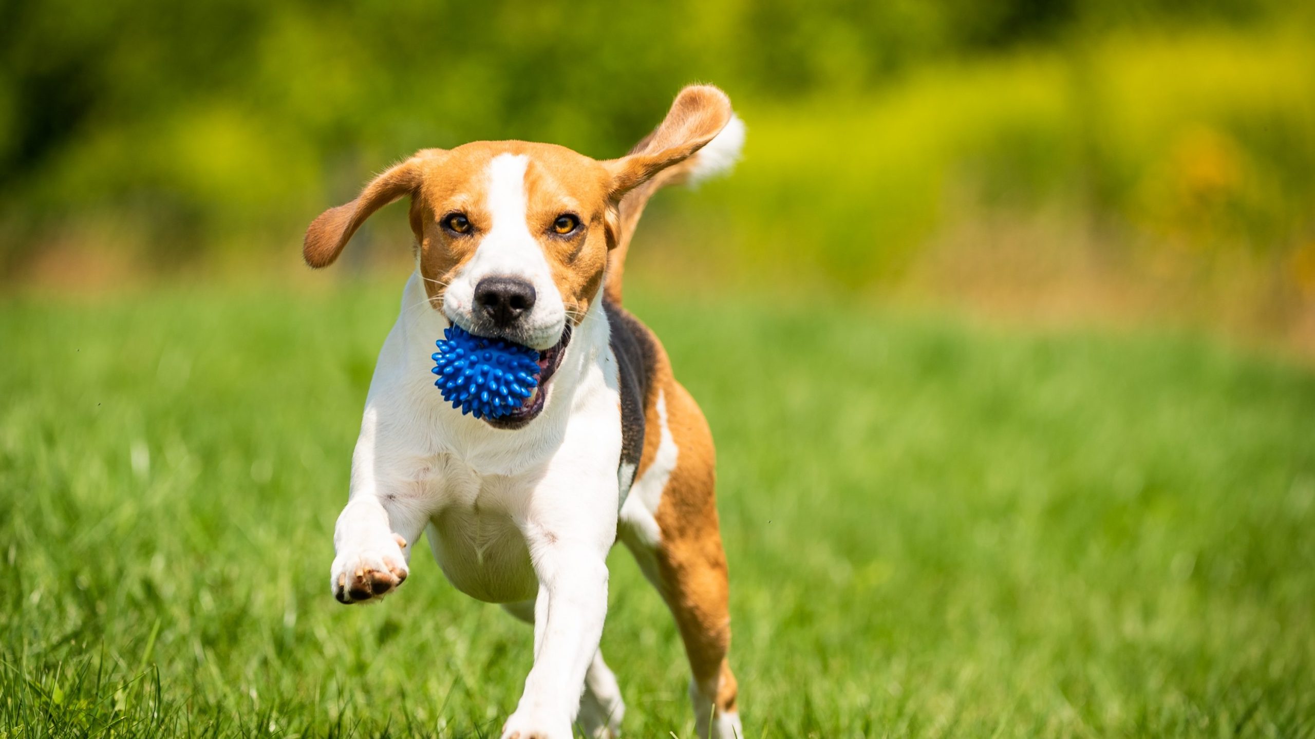 En liten hund som løper på gresset med en blå ball i munnen