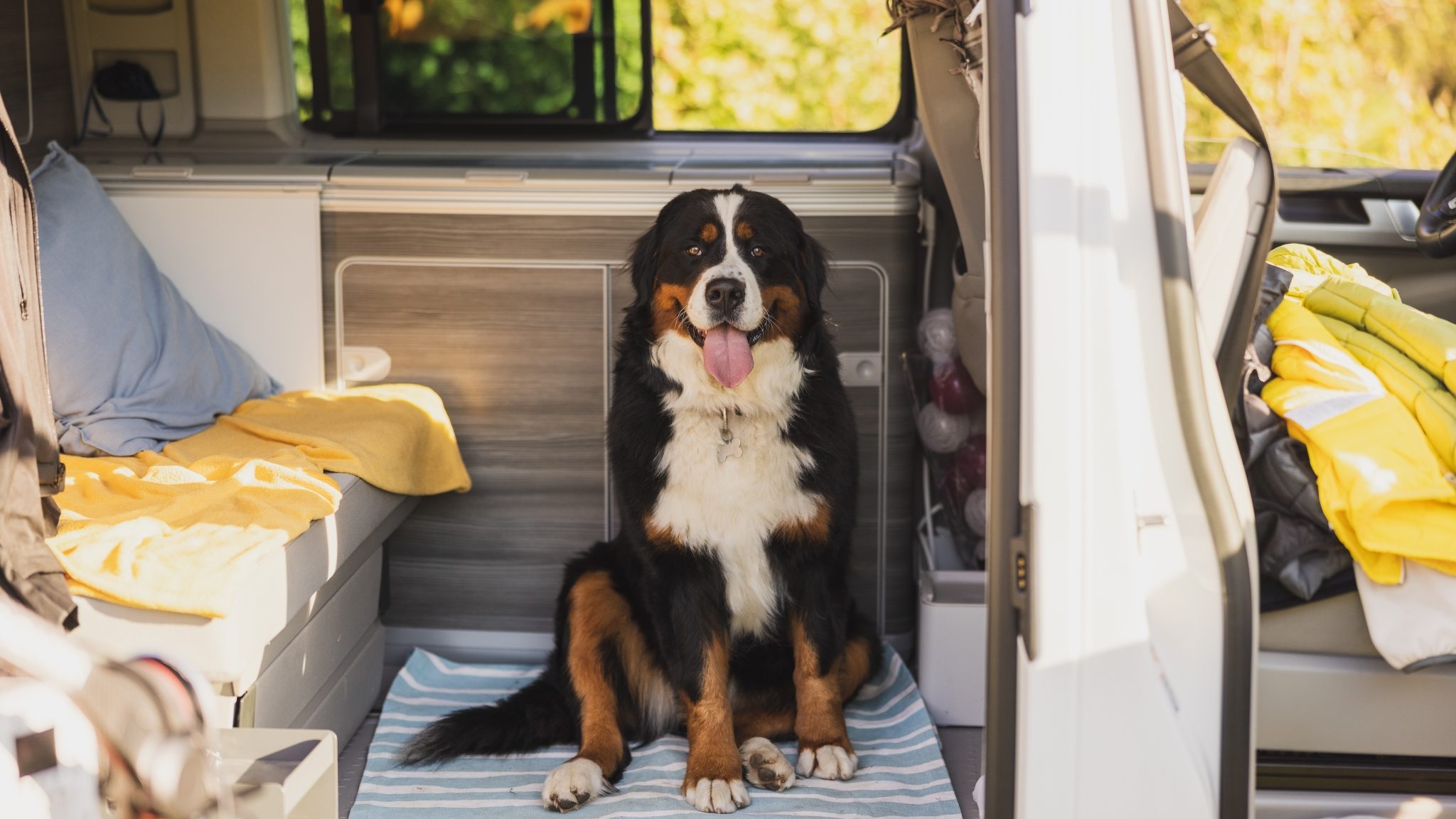 Ta med hund på bobilferie